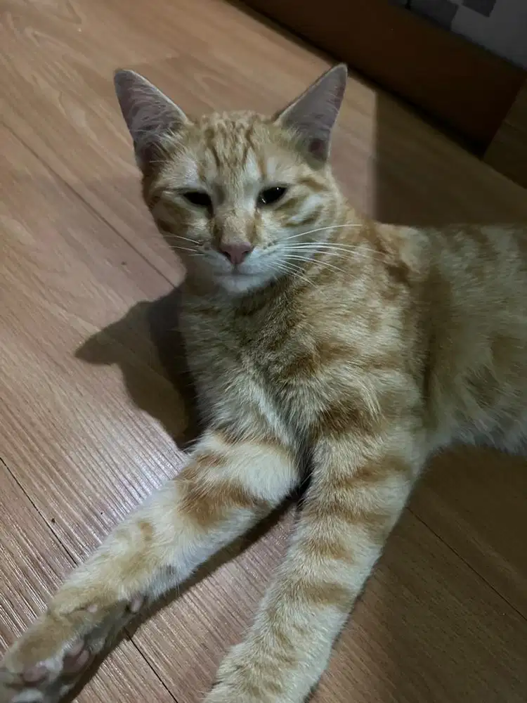 Adopsi Kucing Jantan
