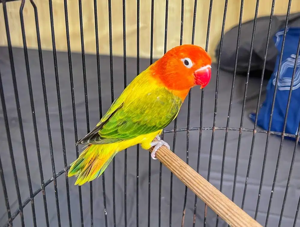 Lovebird Biola Euwing