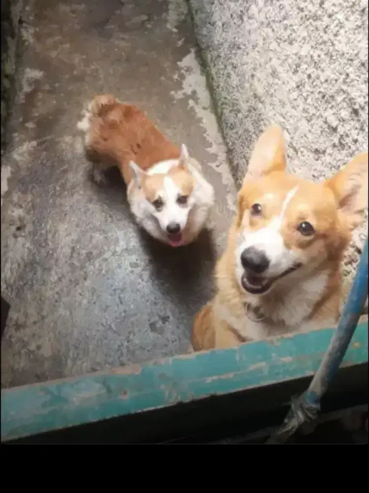 Anjing Pembroke corgi