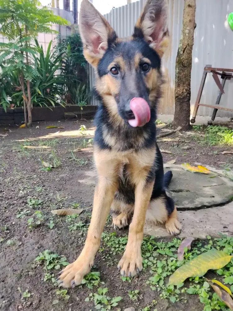 Anjing herder betina stambum