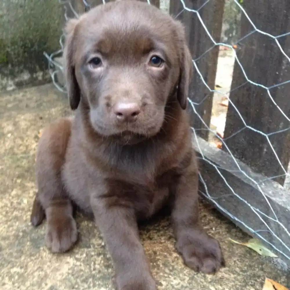 ANJING LABRADOR RETRIEVER