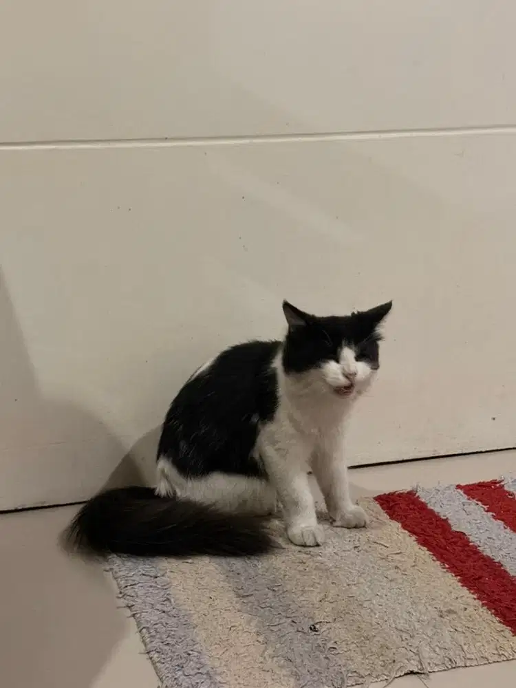 Tolong diadopsi gratis