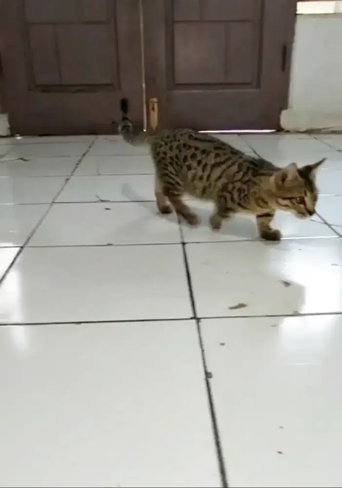 Kucing kitten munchkin genetta