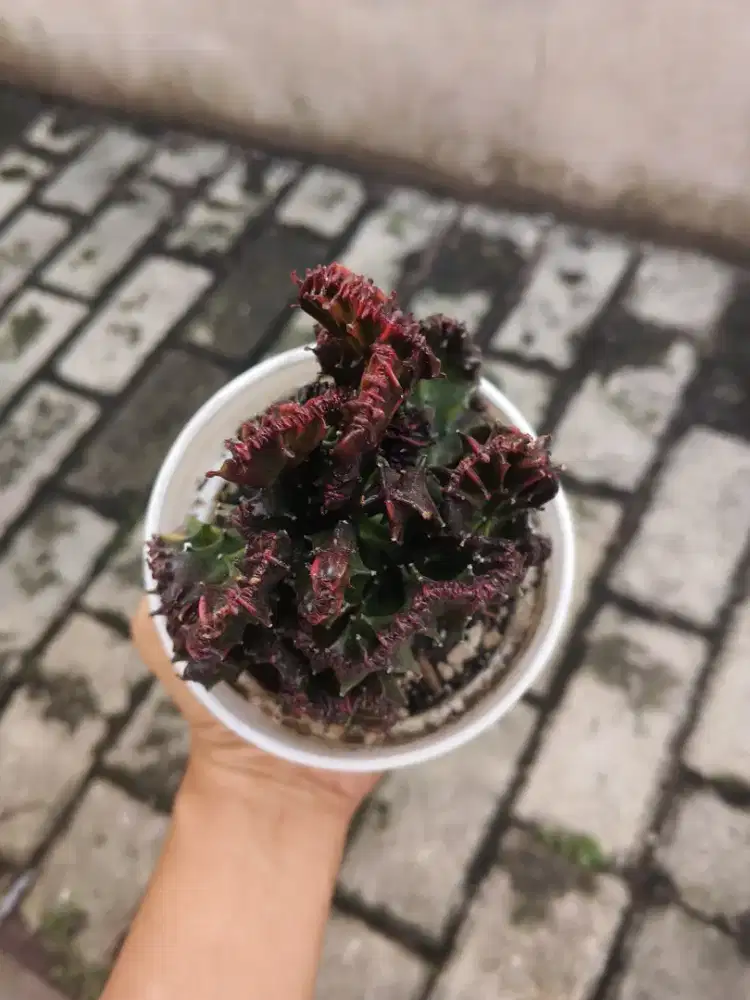 Tanaman hias kaktus Ephorbia lactea merah