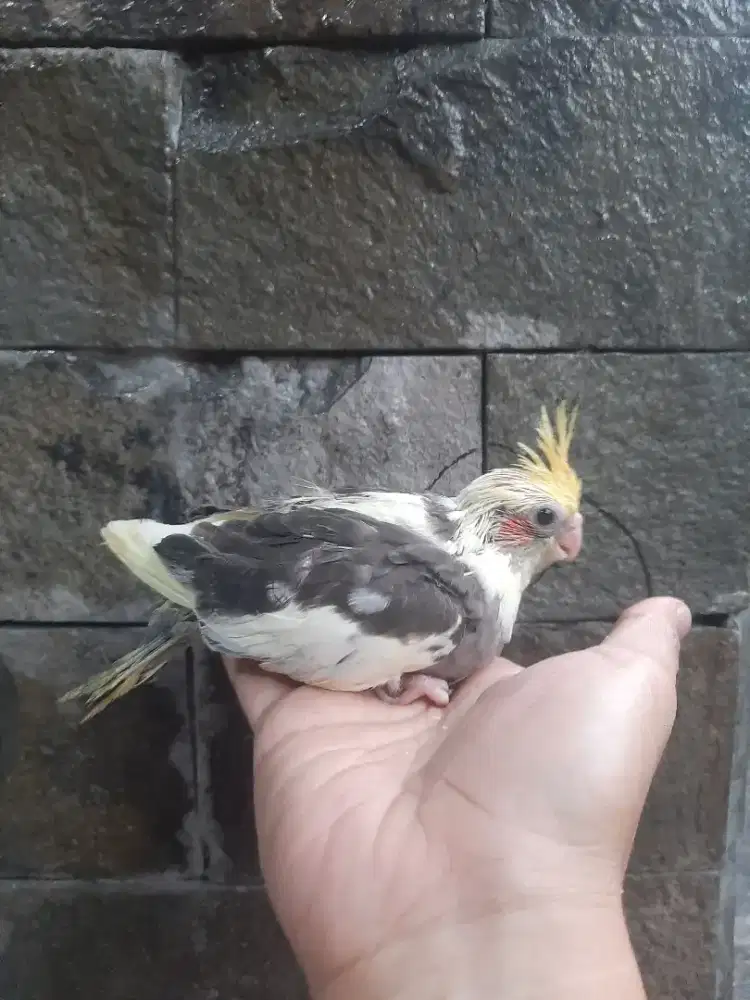 Falk umur 30hari
