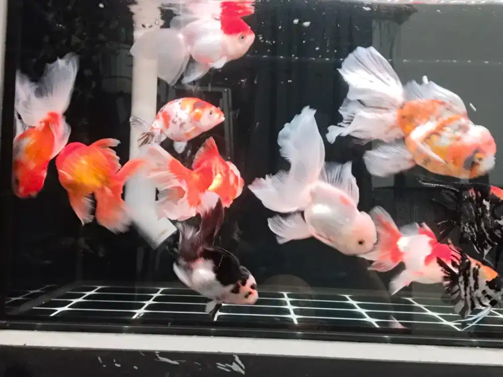 Ikan mas koki rosetail