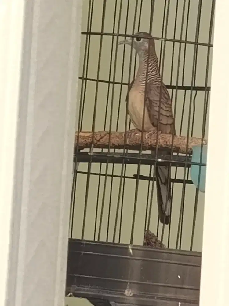 Burung perkutut lokal alam katuranggan dan gacor