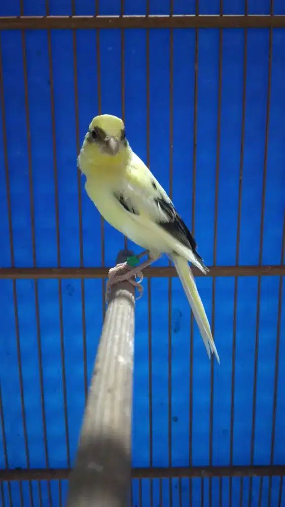 Burung kenari f1sf paud/anak jantan