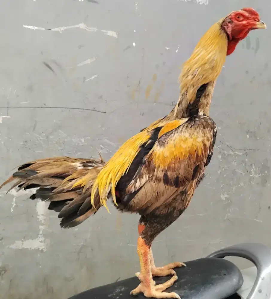 Ayam bangkok jantan