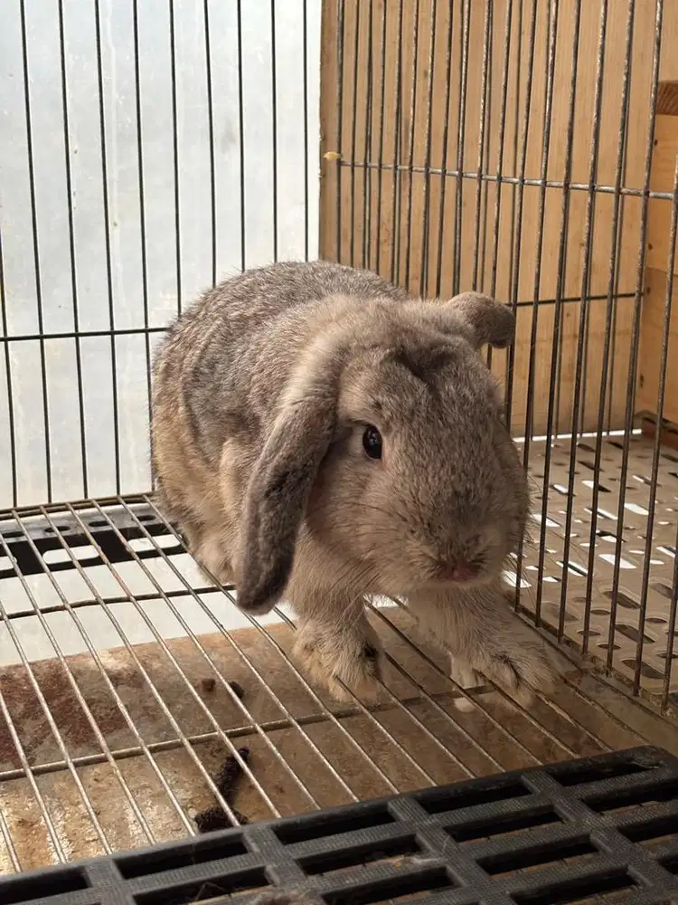 Kelinci Holland lop indukan sepasang jantan dan betina hollandlop HL