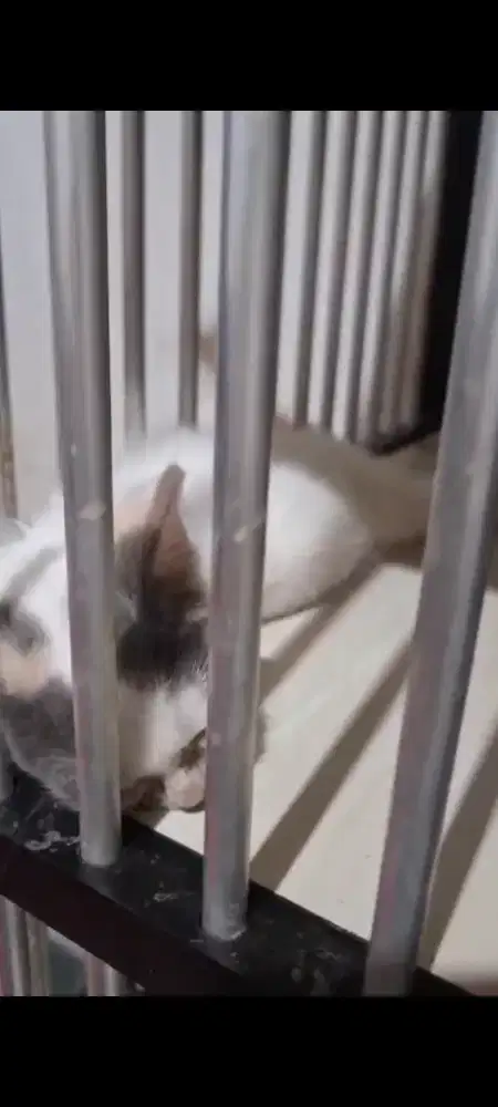 Anak Kucing 3 bulan
