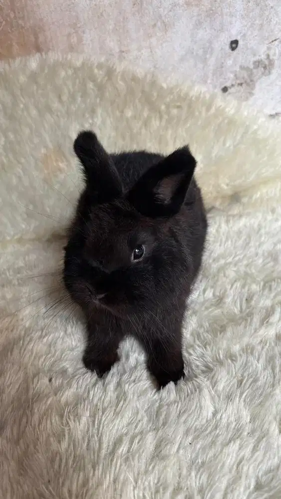 Kelinci Netherland dwarf jantan kelinci nd hias mini warna hitam