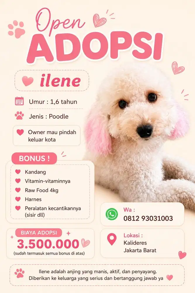 Adopsi Poodle 2 thn