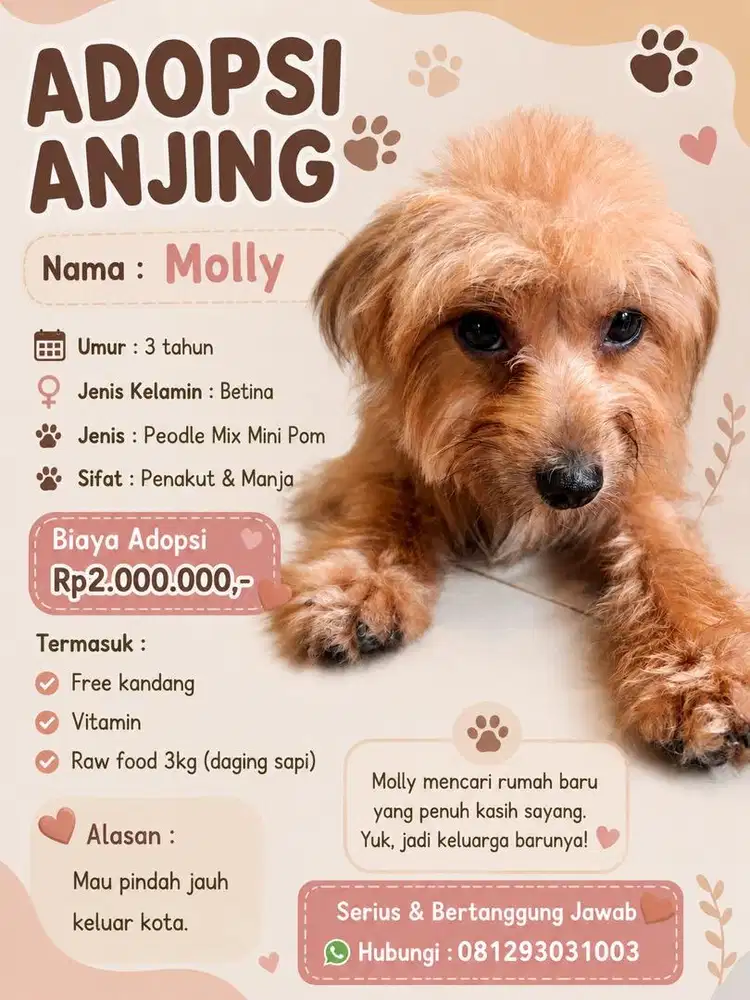 Adopsi anjing poodle mix mini pom