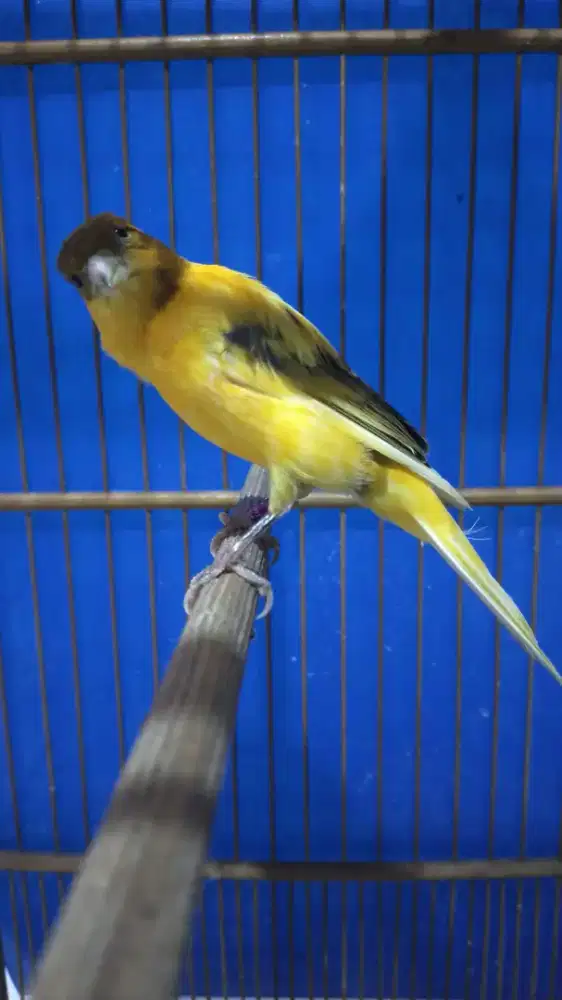 Burung kenari trah bb jantan gacor