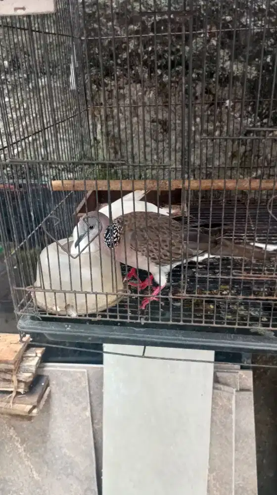 Puter Tekukur Sepasang