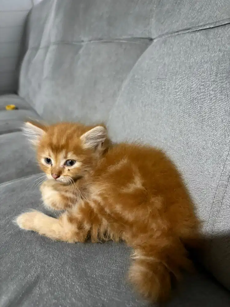 Kucing persia kitten jantan