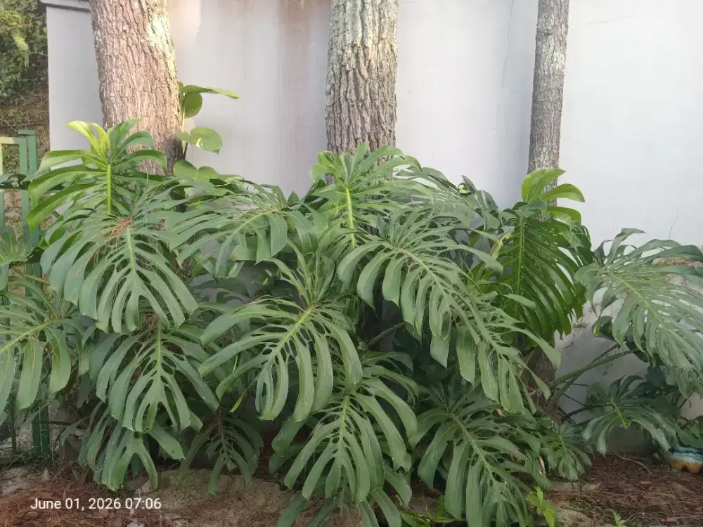 Monstera deliciosa king dewasa