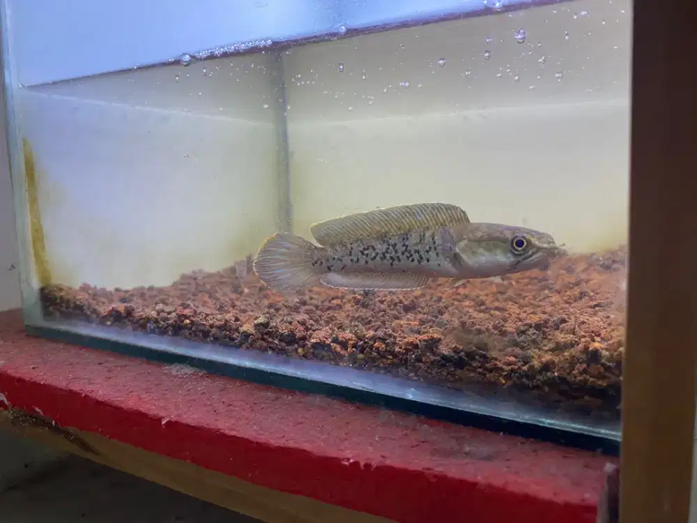 Channa Stewarti -+ 10 cm up