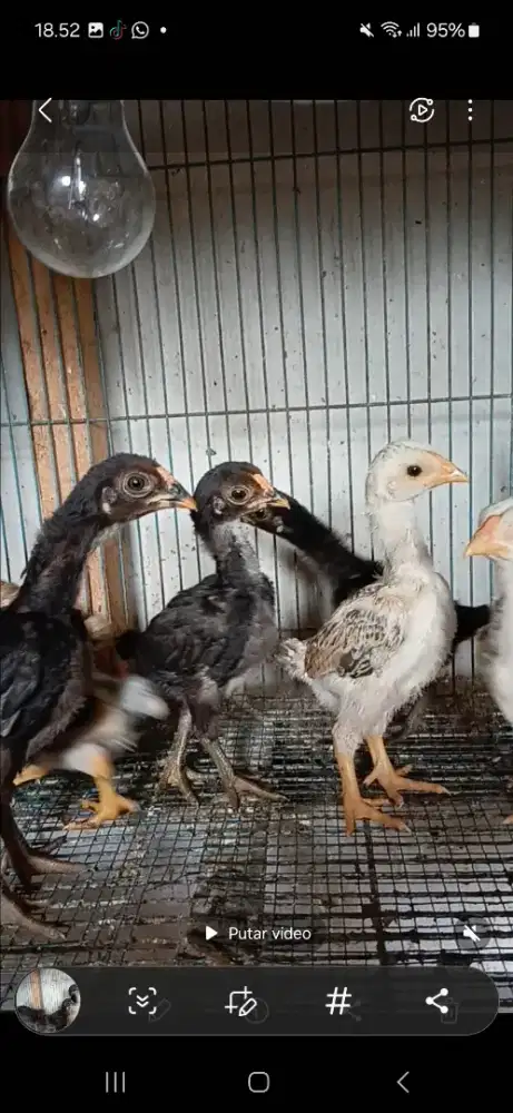 Ayam koshamo anakan dan dewasa.