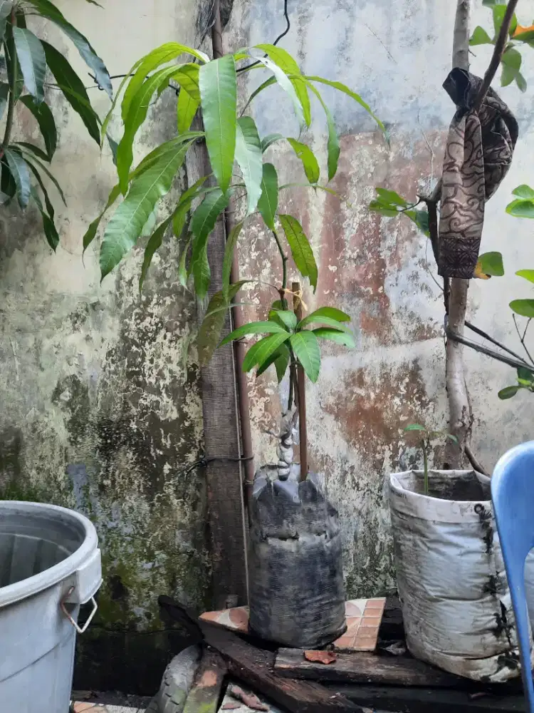 Jual BbitMangga RED IVORY INTERNATIONAL/TAIWAN Min Pmblin 1Pohon Murah