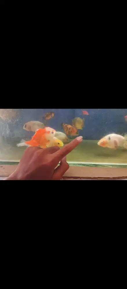 Ikan koki ranchu size 11-13cm borongan 60k dapat 9 ekor