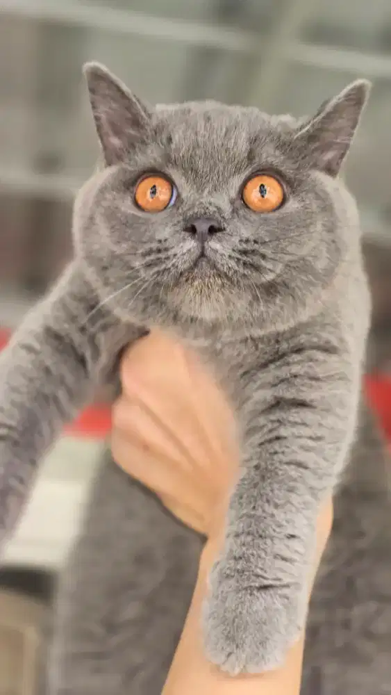 Kucing british shorthair bsh british shorthair