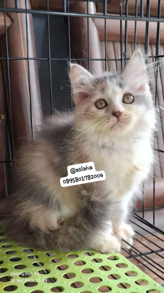 Anak kucing anggora/kitten flatnose betina/kucing persia  betina