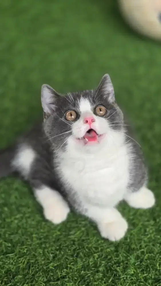 Kucing british shorthair bsh munckin