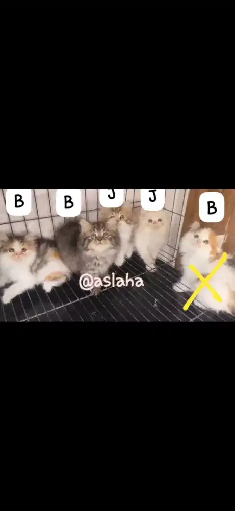Anak kucing persia l/kitten persia jantan/kucing persia betina