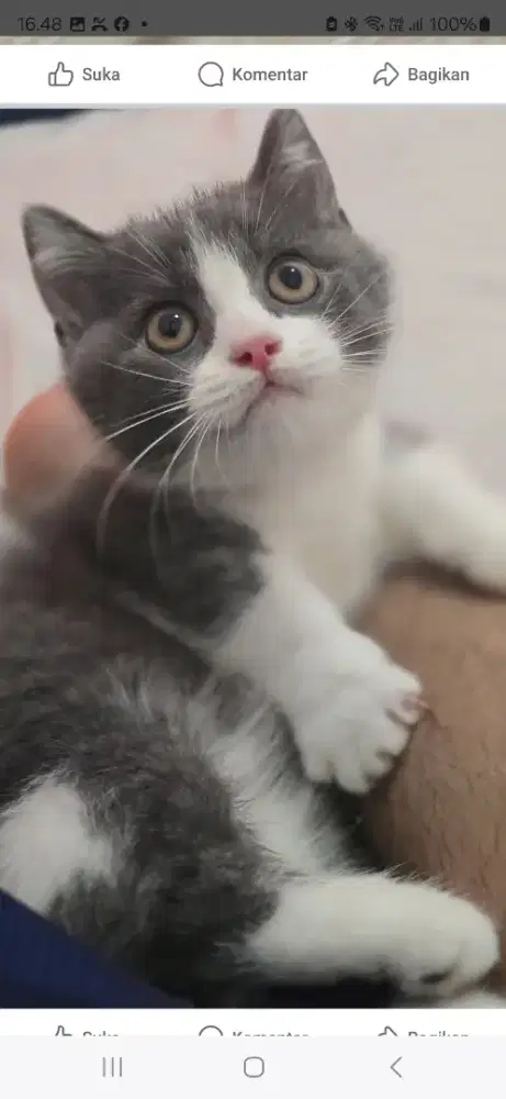 Kucing british shorthair bsh british shorthair
