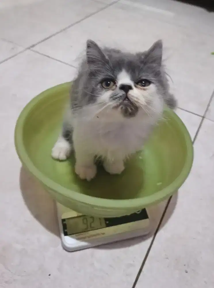 kucing anggora/ kitten flatnosevbetina/kucing persia betina