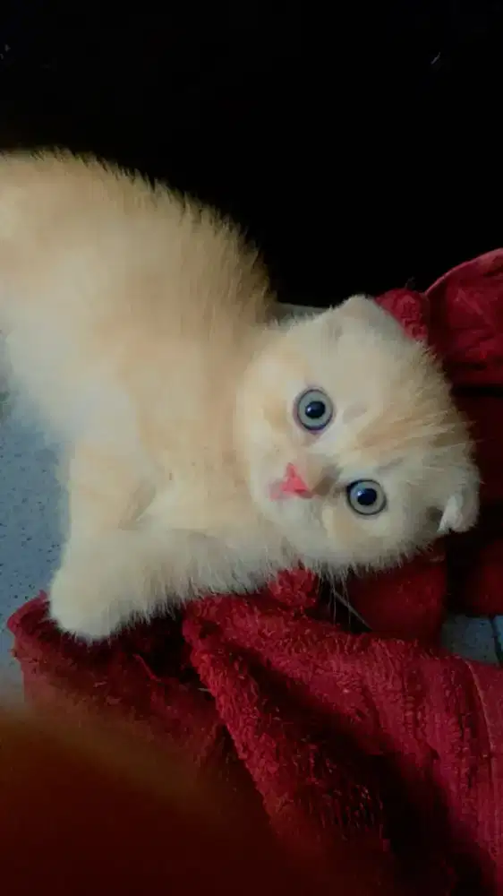 Kucing british shorthair x gaelic fold