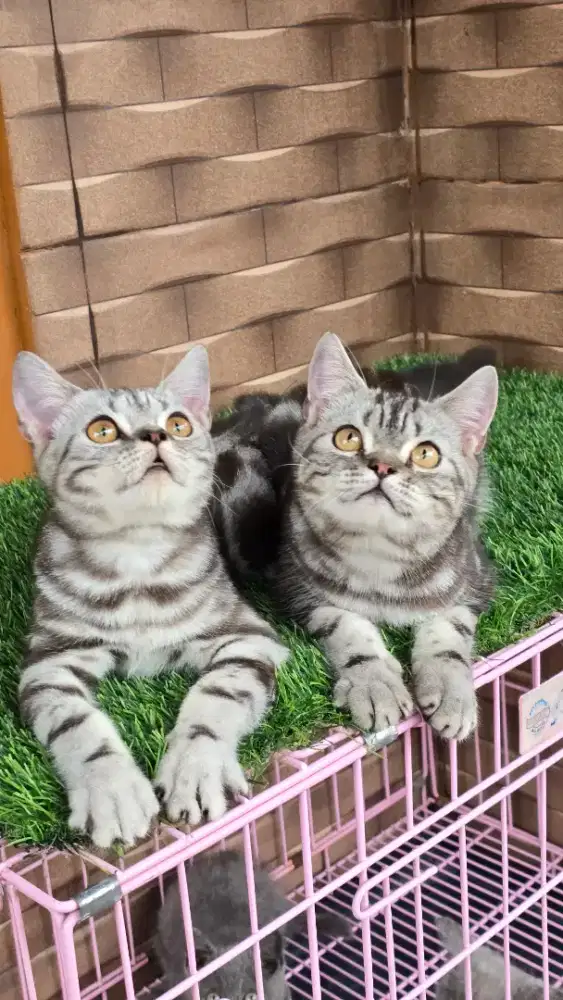 British shorthair bsh x american shorthair