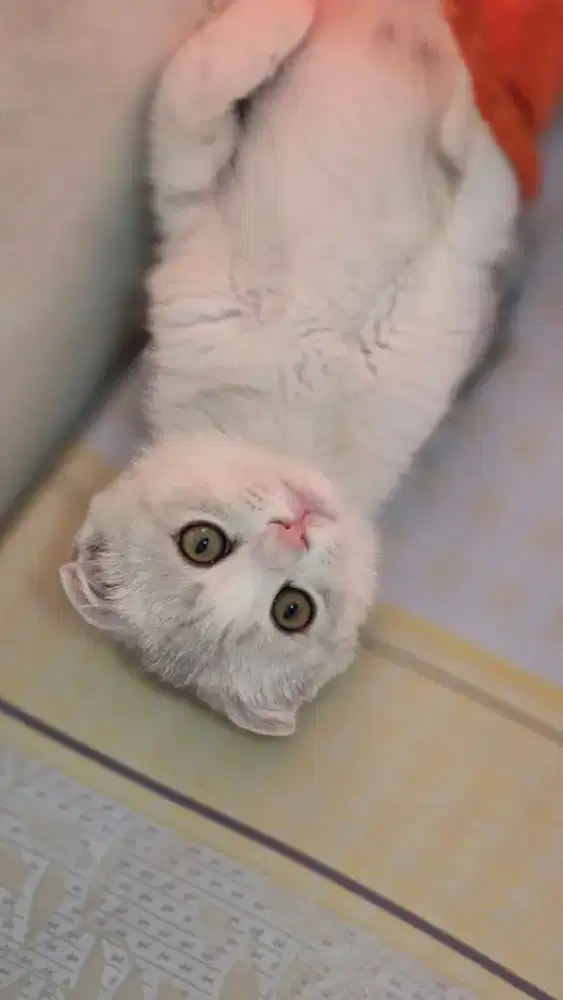 Kucing british shorthair bsh x scotish fold