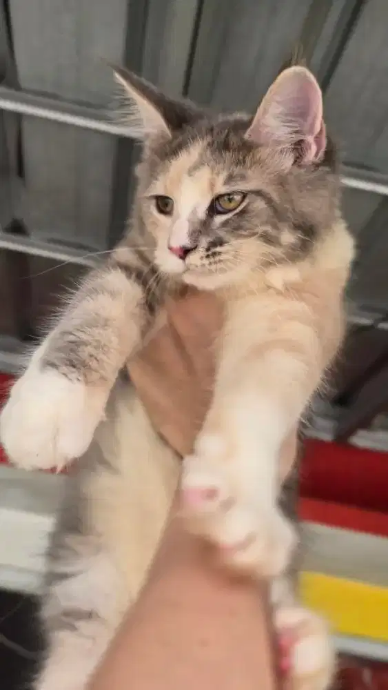 Kucing maincoon betina calico