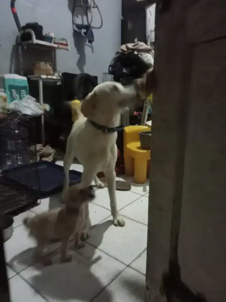 Labrador retriever jantan 7bln.sehat smart. cerdas big Bone. tinggi.