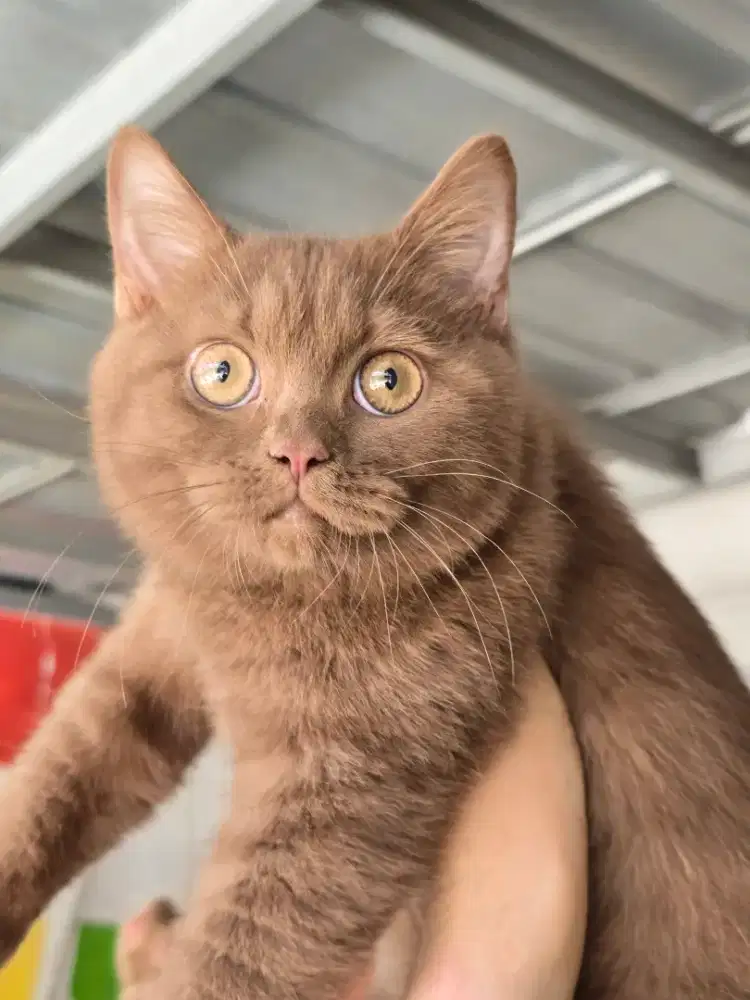 Kucing british shorthair bsh british shorthair