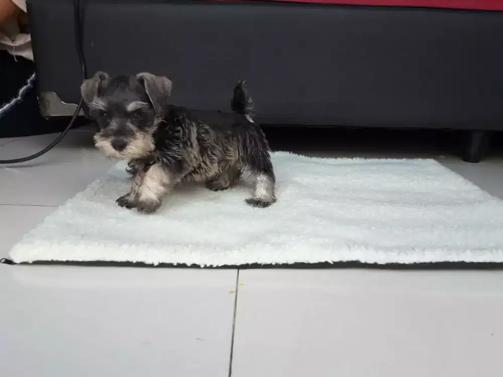 Di Jual PUPPY MINIATURE SCHNAUCER