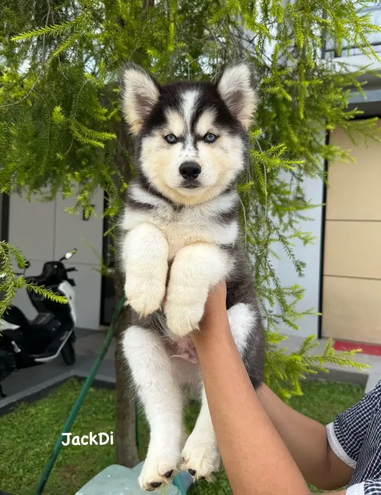 Husky jumbo size