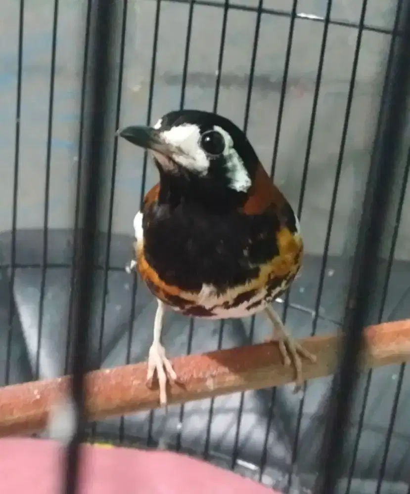 Burung anis macan mapan bukan bahan. Kacer, murai, kenari, jalak