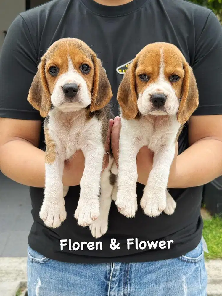 Beagle joss cakep