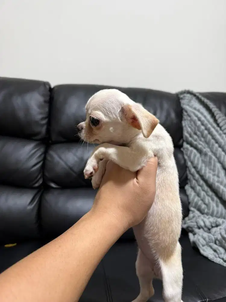 Chihuahua murcehhh