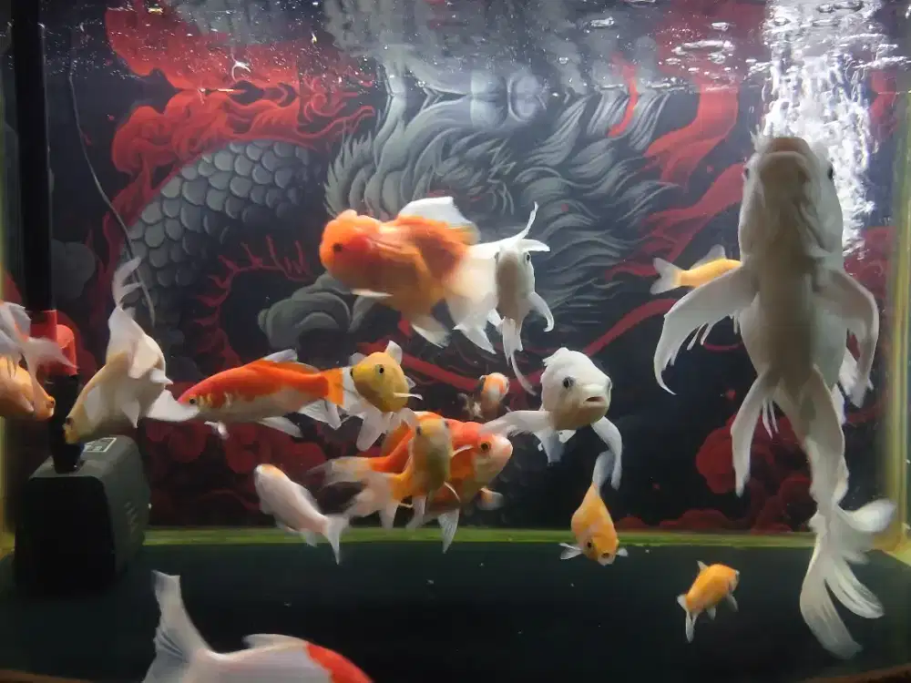 Ikan Hias koi slayer