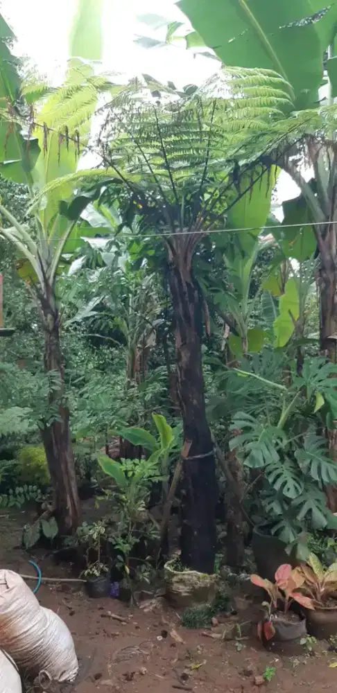 Tanaman Pakis Ekor Monyet