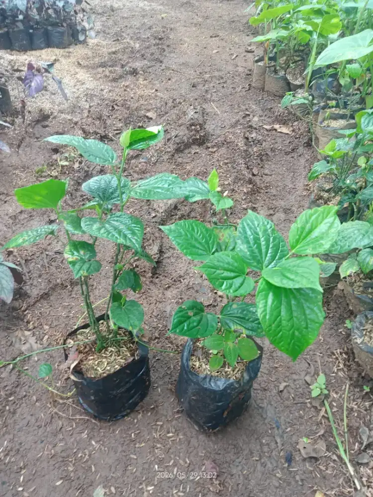 Tanaman sirih karuk