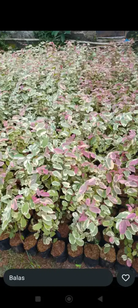 Tanaman Pretty pink