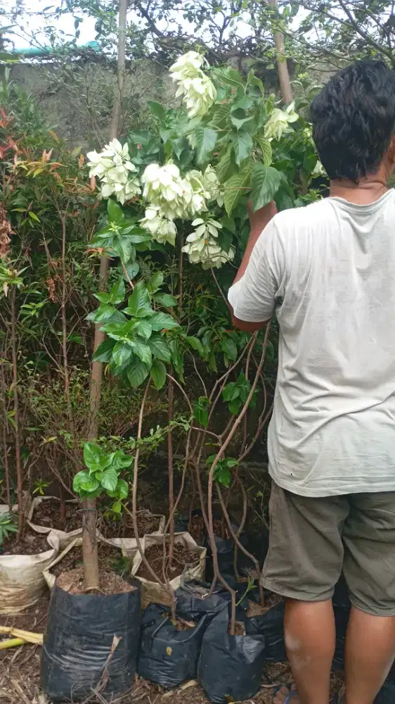 Tanaman nusa indah bunga putih