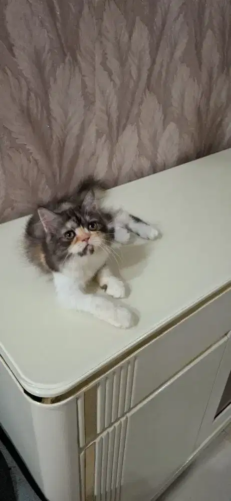 Betina calico 7 bulan