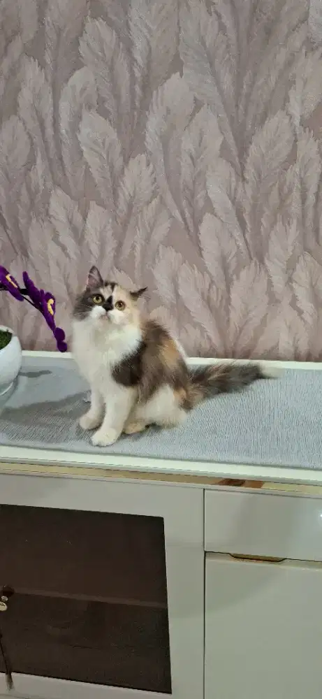 Betina calico 9bulan